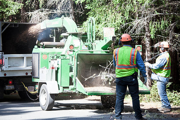 How Our Tree Care Process Works  in  West Columbia, SC